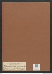 Grammatophora undulata var. ? gallopagensis Grun. (de-Toni-Nr.: Genus 93, Species 3032) Zeichnungen Sammlung Grunow Mappe 03213 (Herbarium_W_Grunow_drawings_Folder_03213)
